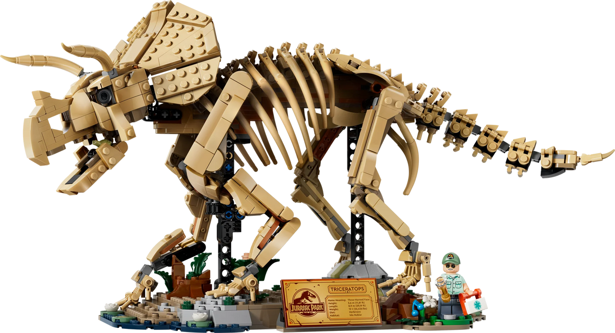 77985 Dinosaur Fossils: Triceratops