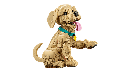 11384 Golden Retriever Puppy